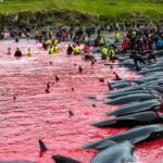 Tradição Viking mata mais de 700 golfinhos em um dia