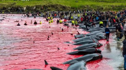 Tradição Viking mata mais de 700 golfinhos em um dia
