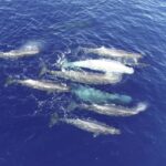 Cachalotes do Mediterrâneo estão se dividindo em clãs, explicam pesquisadores