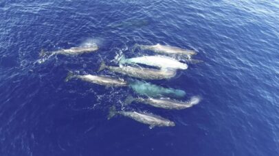 Cachalotes do Mediterrâneo estão se dividindo em clãs, explicam pesquisadores