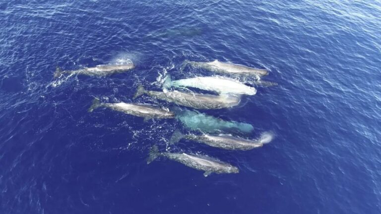 Cachalotes do Mediterrâneo estão se dividindo em clãs, explicam pesquisadores