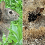Coelhos com ‘tentáculos’ voltam a ser vistos nos Estados Unidos