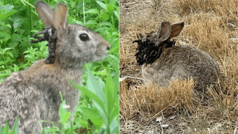 Coelhos com ‘tentáculos’ voltam a ser vistos nos Estados Unidos
