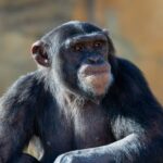 Quando um cientista russo tentou criar um híbrido de macaco e humano