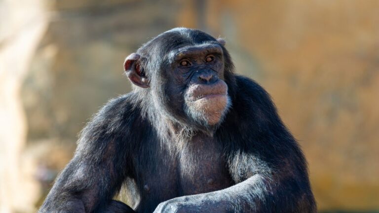 Quando um cientista russo tentou criar um híbrido de macaco e humano