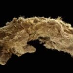 DNA de leões-das-cavernas revela algo impressionante sobre esses animais