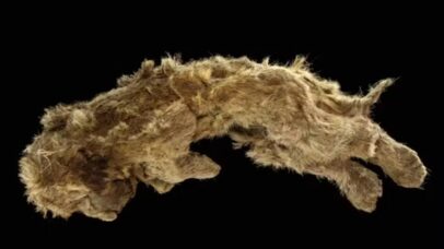 DNA de leões-das-cavernas revela algo impressionante sobre esses animais