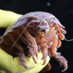 Como esse animal consegue passar cinco anos sem ingerir qualquer alimento?
