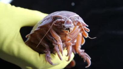 Como esse animal consegue passar cinco anos sem ingerir qualquer alimento?