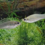 A espécie de peixes que sobreviveu por 100 mil anos sem a presença de machos