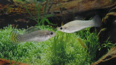 A espécie de peixes que sobreviveu por 100 mil anos sem a presença de machos