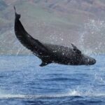 Falsas-orcas estão emagrecendo e correm risco de serem extintas; entenda!