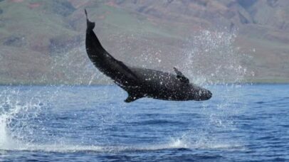 Falsas-orcas estão emagrecendo e correm risco de serem extintas; entenda!