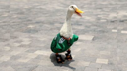 Conheça Merlin, o pato torcedor que virou mascote não-oficial da Copa do Mundo