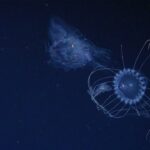 31 espécies marinhas são descobertas em duas semanas na costa brasileira
