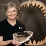 Redescoberta de fóssil revela verdadeiro tamanho do megalodon
