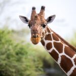 Segundo novo estudo, girafas sabem reconhecer operações matemáticas