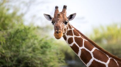 Segundo novo estudo, girafas sabem reconhecer operações matemáticas