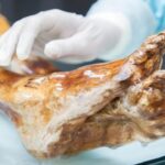 Cientistas revivem levedura de múmia milenar para criar pão artesanal