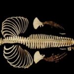 Cientistas criam réplica 3D do esqueleto do mamífero marinho mais ameaçado do mundo
