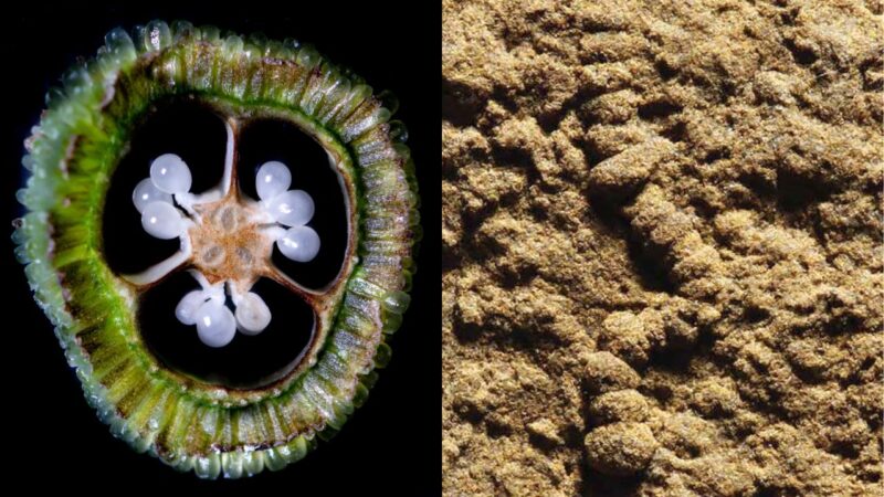 Fotografia de órgão reprodutor de flor e fóssil com capacidade de realizar a reprodução sexual