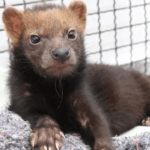 Filhote de cachorro-vinagre ameaçado de extinção é resgatado no Mato Grosso do Sul