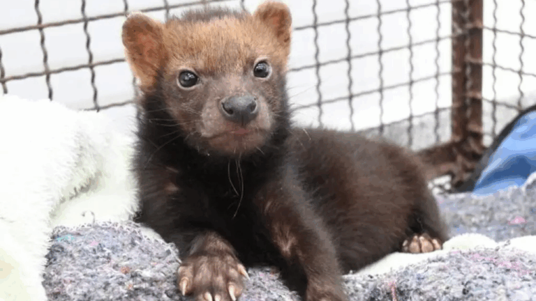 Filhote de cachorro-vinagre ameaçado de extinção é resgatado no Mato Grosso do Sul