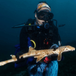 Espécie de tubatão que anda parcialmente fora d’água é descoberta na Oceania