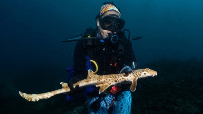 Espécie de tubatão que anda parcialmente fora d’água é descoberta na Oceania