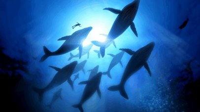 Cemitério de baleias com mais de 5 milhões de anos é descoberto no Oceano Índico
