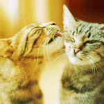 Estudo descobre que lambidas entre gatos podem ser sinal de conflito