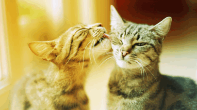 Estudo descobre que lambidas entre gatos podem ser sinal de conflito