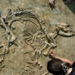 Anta de 4 milhões de anos é o esqueleto mais completo encontrado na Europa