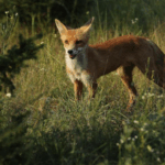 Guerra alterou comportamento da fauna na zona de exclusão de Chernobyl, aponta estudo