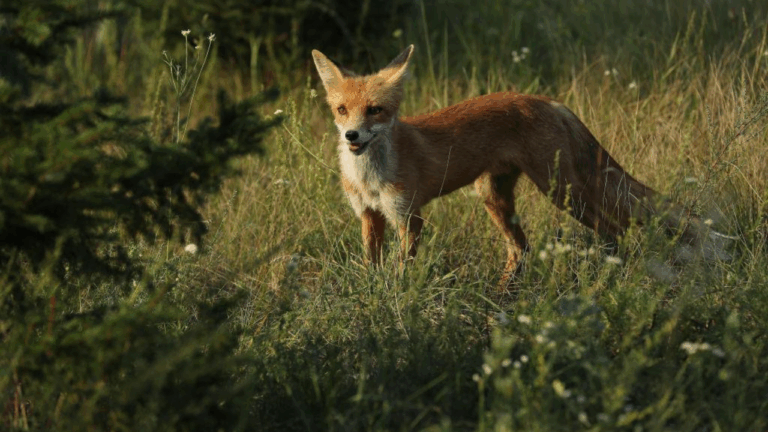 Guerra alterou comportamento da fauna na zona de exclusão de Chernobyl, aponta estudo