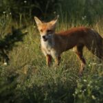 Novo estudo aponta como Chernobyl se tornou santuário de animais