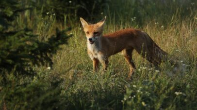 Novo estudo aponta como Chernobyl se tornou santuário de animais