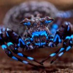 Dezenas de insetos desconhecidos são descobertos na África