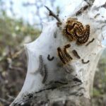 Lagartas tóxicas e calor extremo desafiam saúde pública na Alemanha