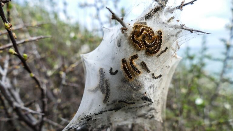 Lagartas tóxicas e calor extremo desafiam saúde pública na Alemanha