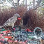 Aves usam lixo humano para atrair parceiras em cidades da Austrália