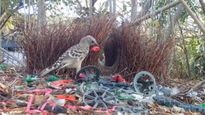 Aves usam lixo humano para atrair parceiras em cidades da Austrália