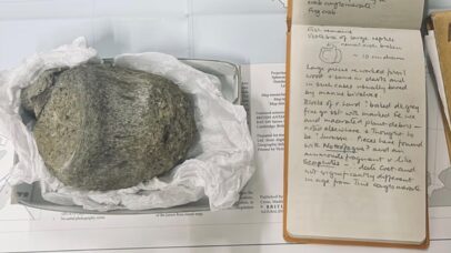 Fóssil guardado por décadas revela primeiro dinossauro da Antártida