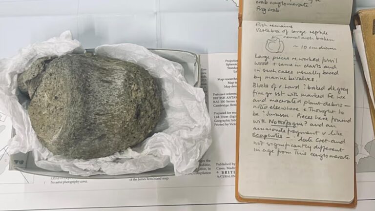 Fóssil guardado por décadas revela primeiro dinossauro da Antártida