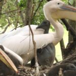 Londres celebra nascimento inédito de pelicanos após 360 anos