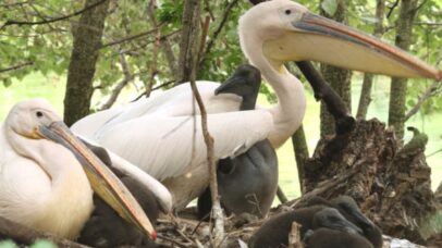 Londres celebra nascimento inédito de pelicanos após 360 anos