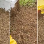 Caminhão tomba no Texas e libera dois milhões de abelhas na estrada