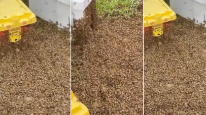 Caminhão tomba no Texas e libera dois milhões de abelhas na estrada