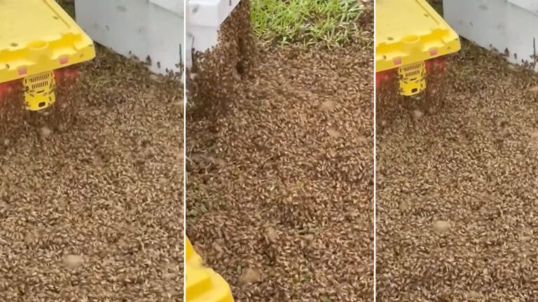 Caminhão tomba no Texas e libera dois milhões de abelhas na estrada