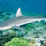 Tubarão é visto usando raia-manta como coçador no México